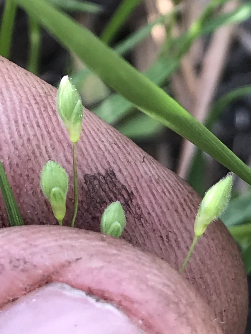Dichanthelium fusiforme