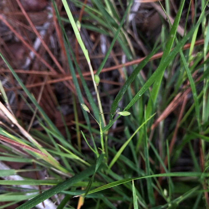Dichanthelium fusiforme photo 2