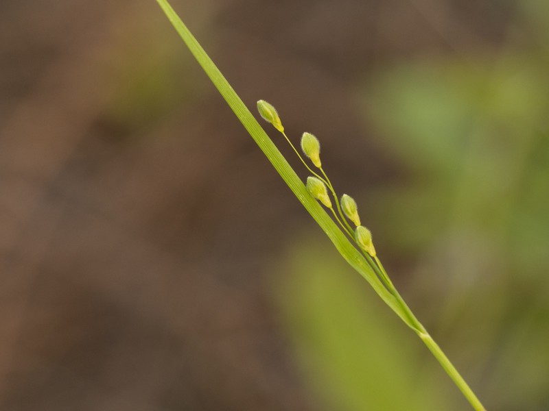 Dichanthelium fusiforme photo 3