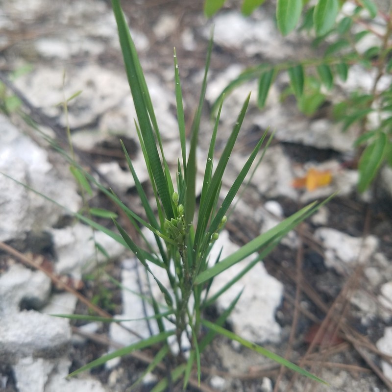 Dichanthelium fusiforme photo 6