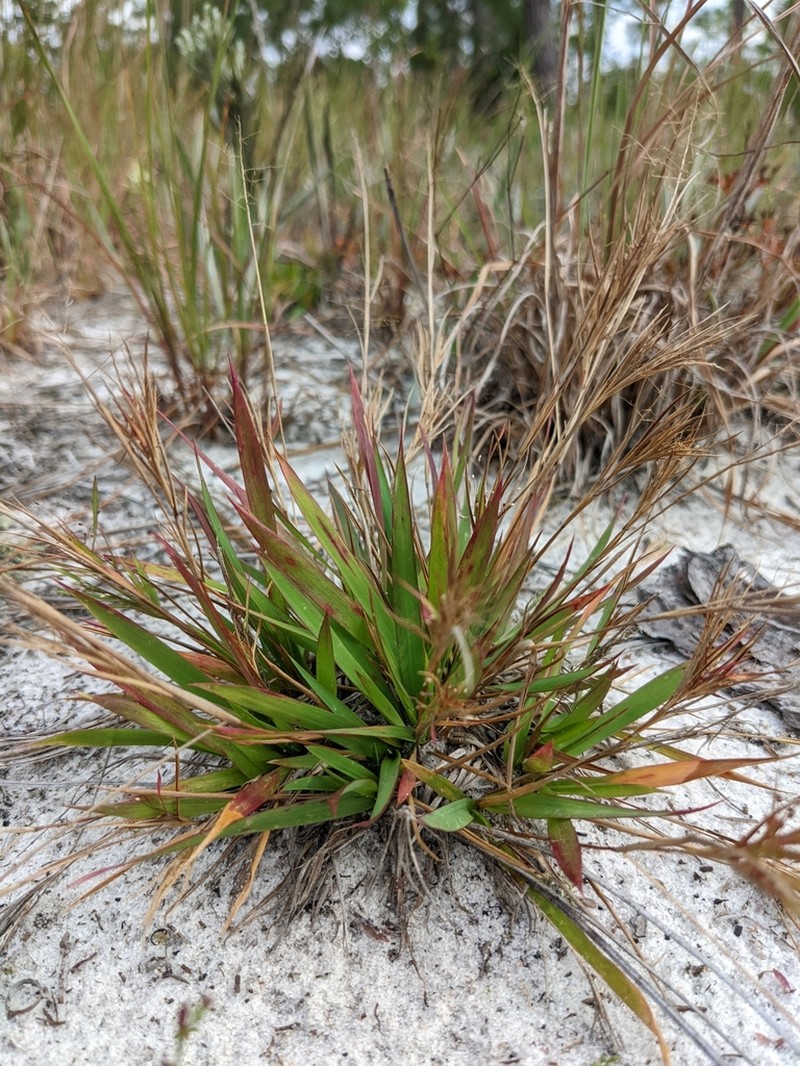 Dichanthelium glabrifolium