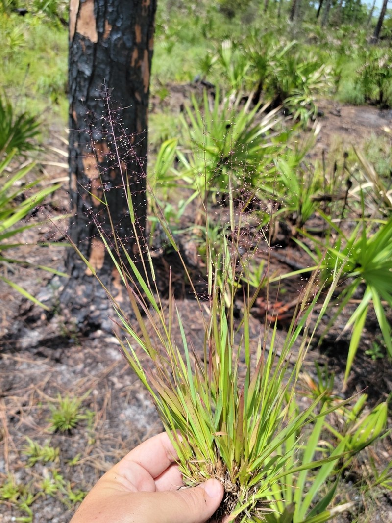 Dichanthelium glabrifolium photo 3