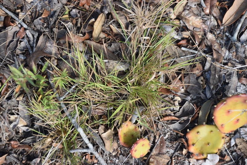Dichanthelium glabrifolium photo 5