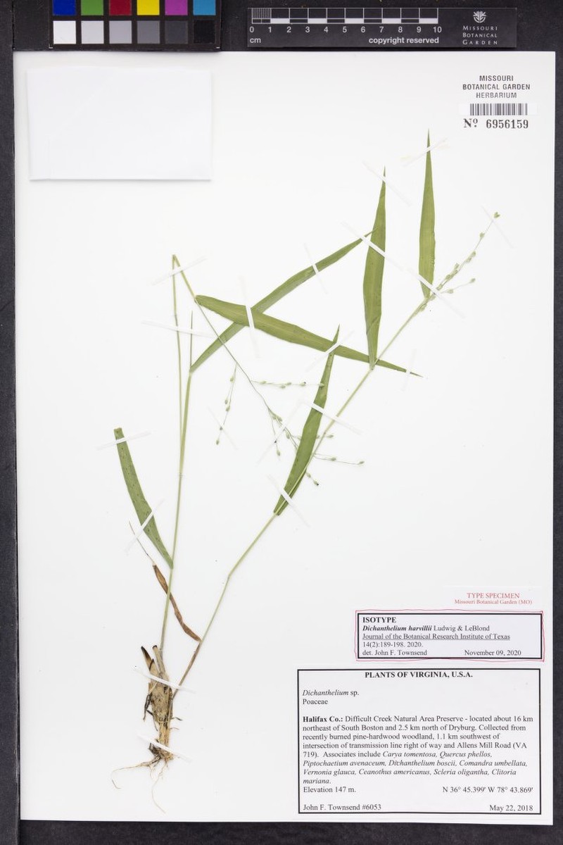 Dichanthelium harvillii photo 3