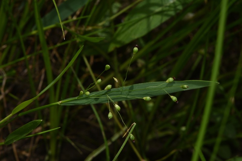 Dichanthelium helleri