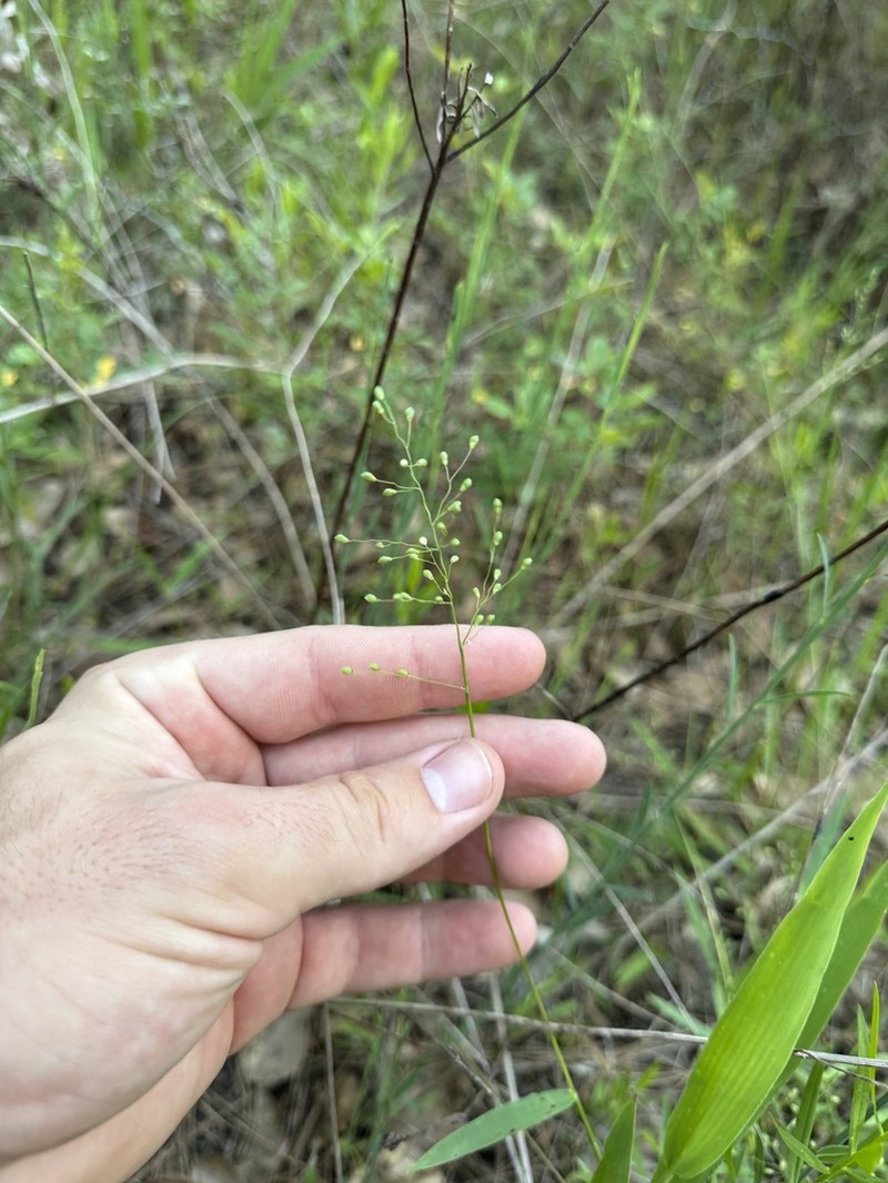 Dichanthelium helleri photo 3