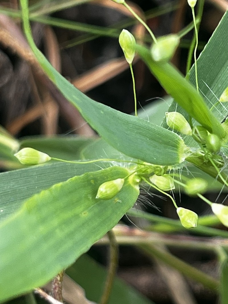 Dichanthelium helleri photo 4