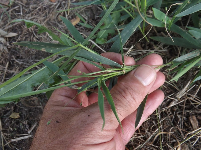 Dichanthelium helleri photo 6