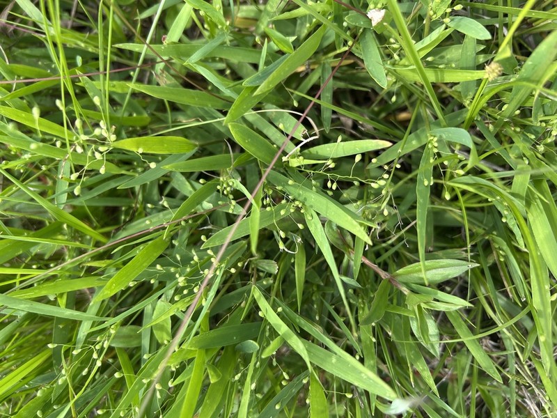 Dichanthelium helleri photo 7