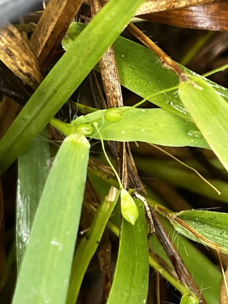 Dichanthelium helleri photo 8