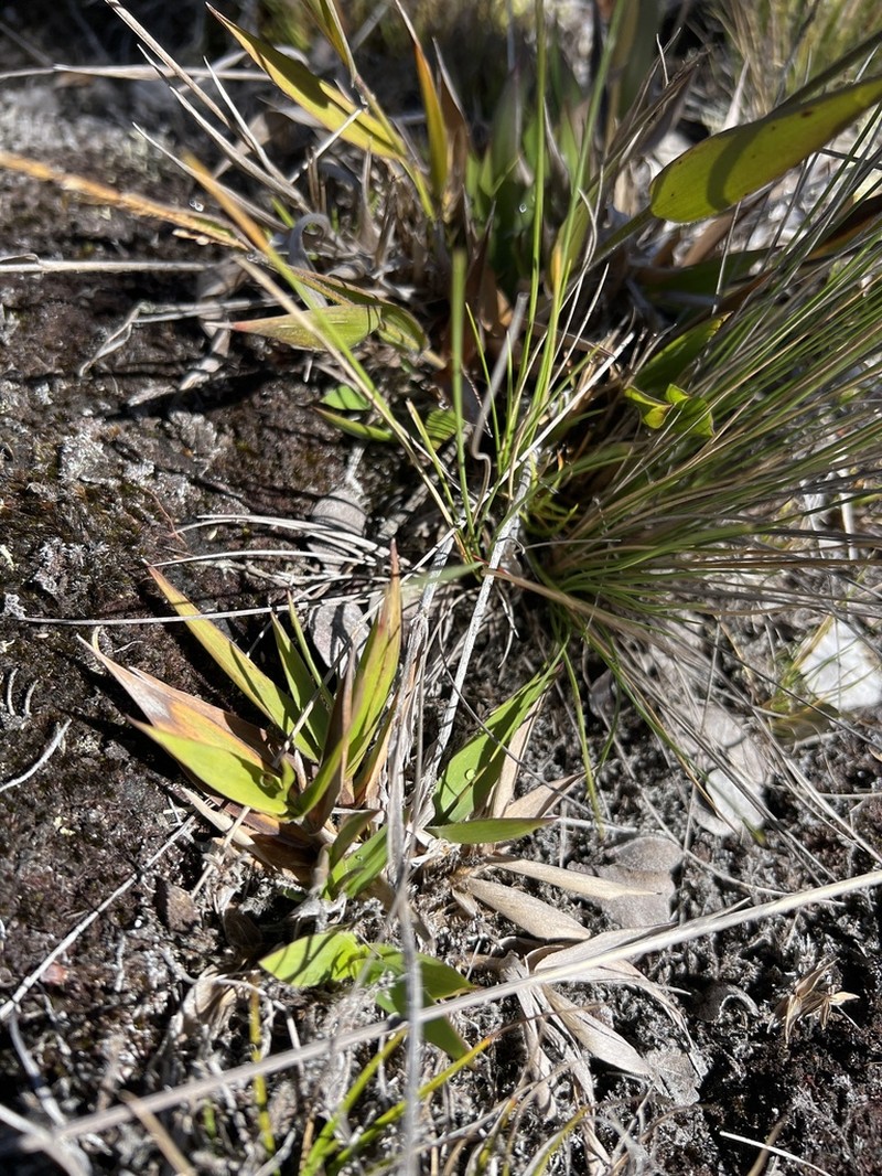 Bog Rosette Grass