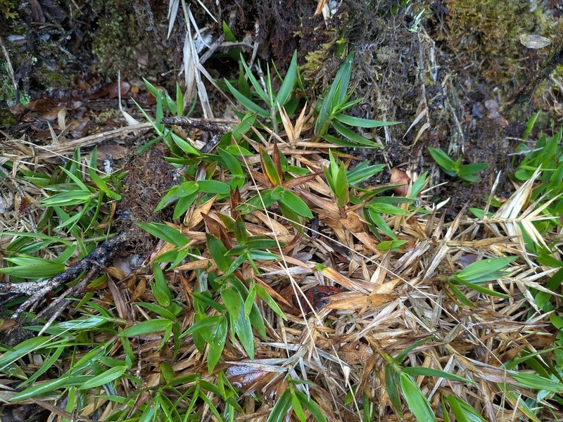 Bog Rosette Grass photo 2