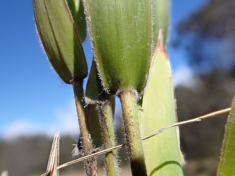 Bog Rosette Grass photo 3