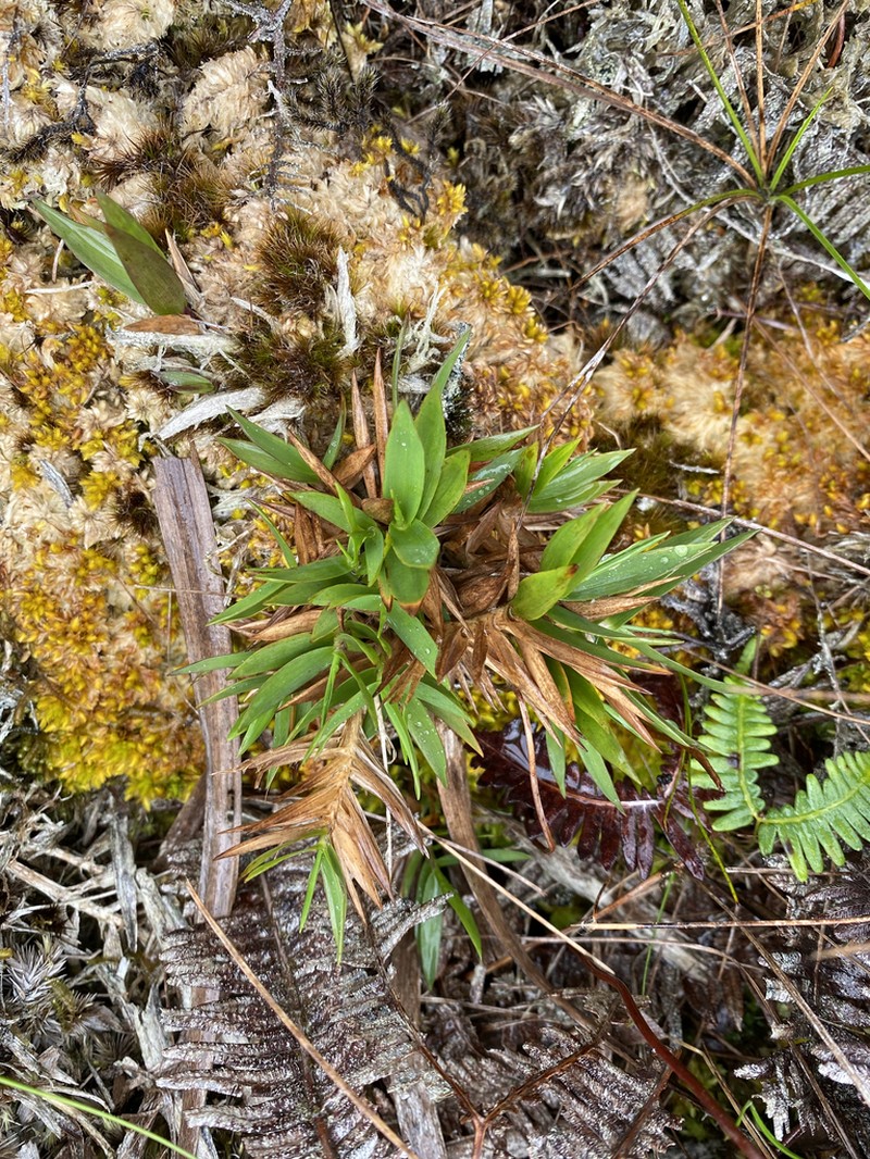 Bog Rosette Grass photo 4