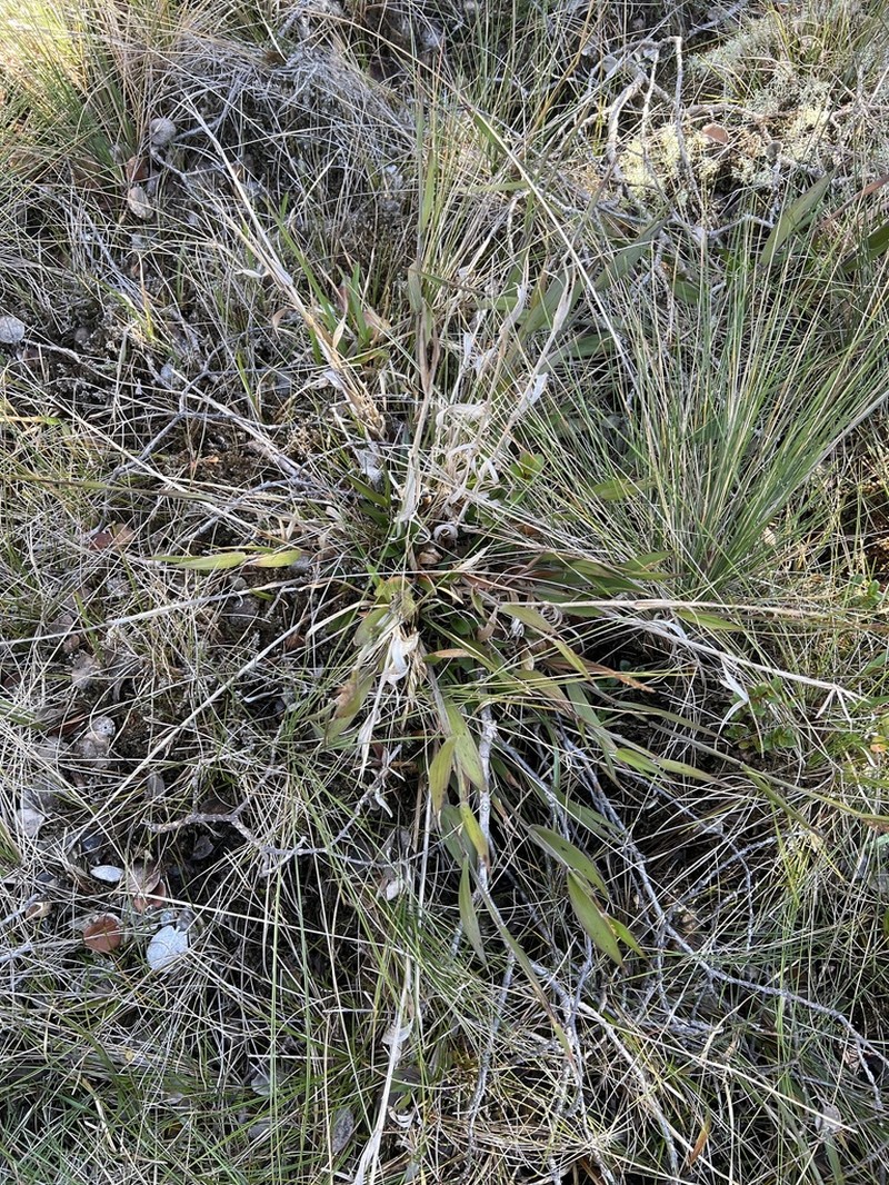 Bog Rosette Grass photo 5