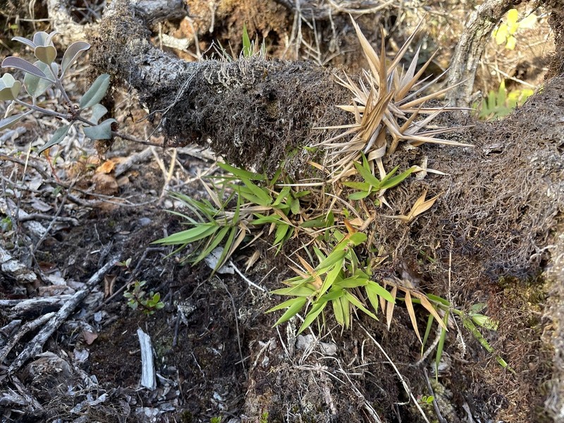 Bog Rosette Grass photo 6