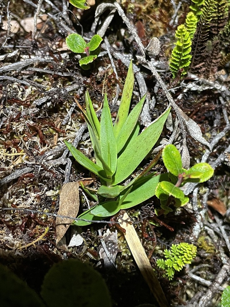Bog Rosette Grass photo 7