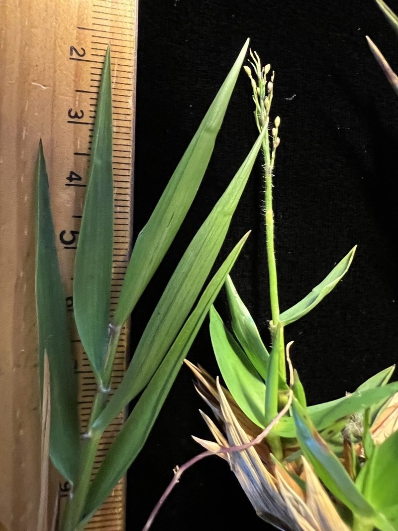Bog Rosette Grass photo 8