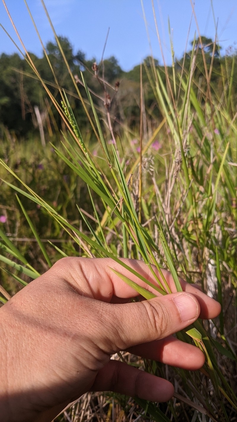 Hirst's Panicgrass
