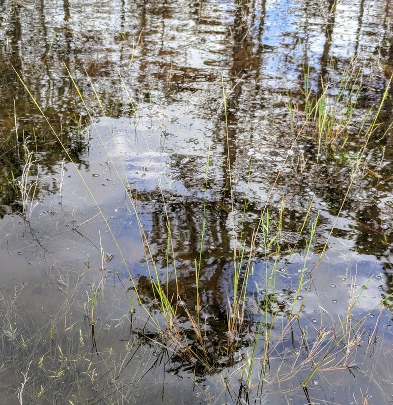 Hirst's Panicgrass photo 2
