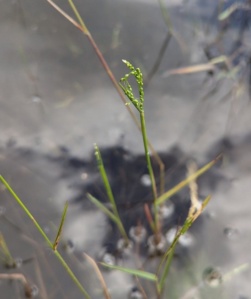 Hirst's Panicgrass photo 3