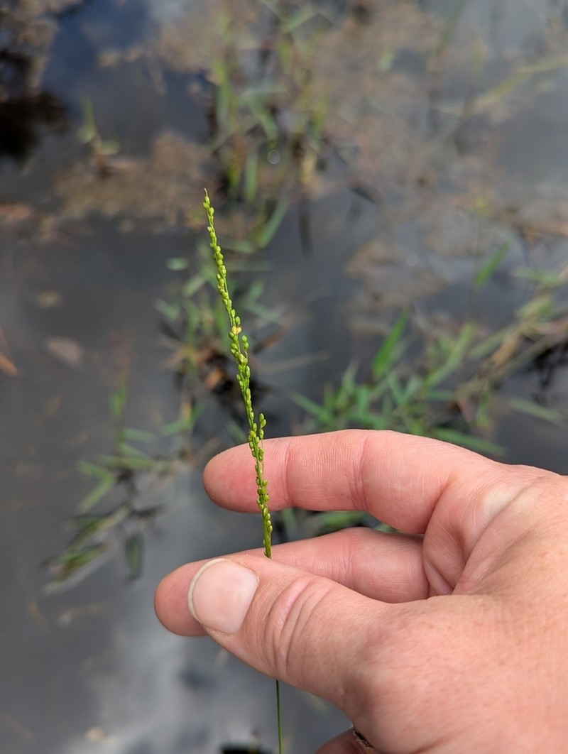 Hirst's Panicgrass photo 4