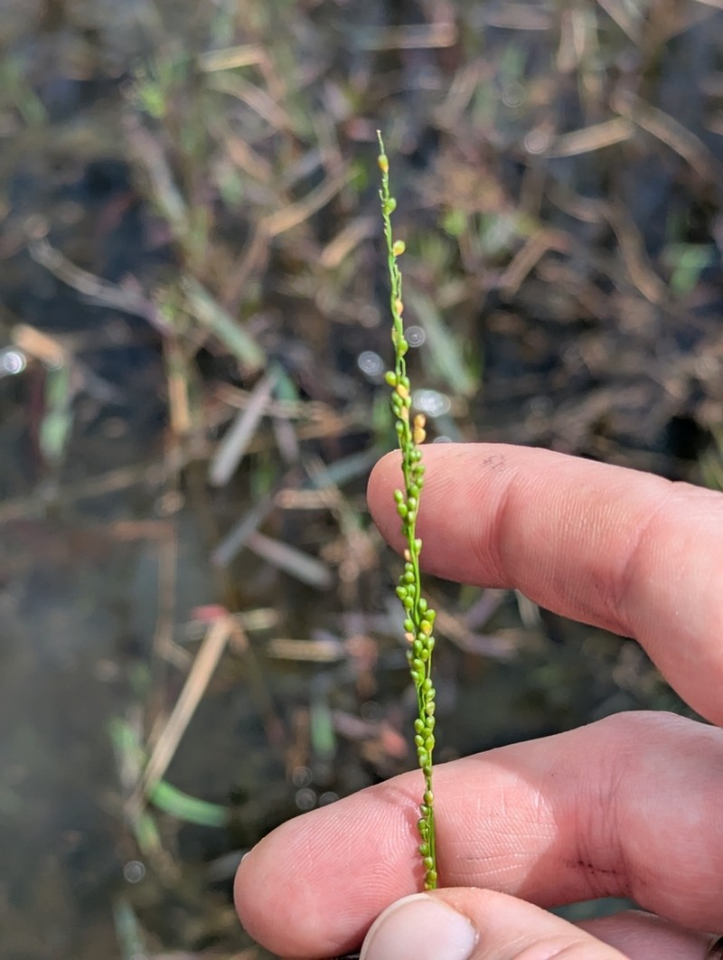 Hirst's Panicgrass photo 5