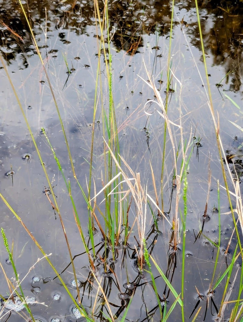 Hirst's Panicgrass photo 7