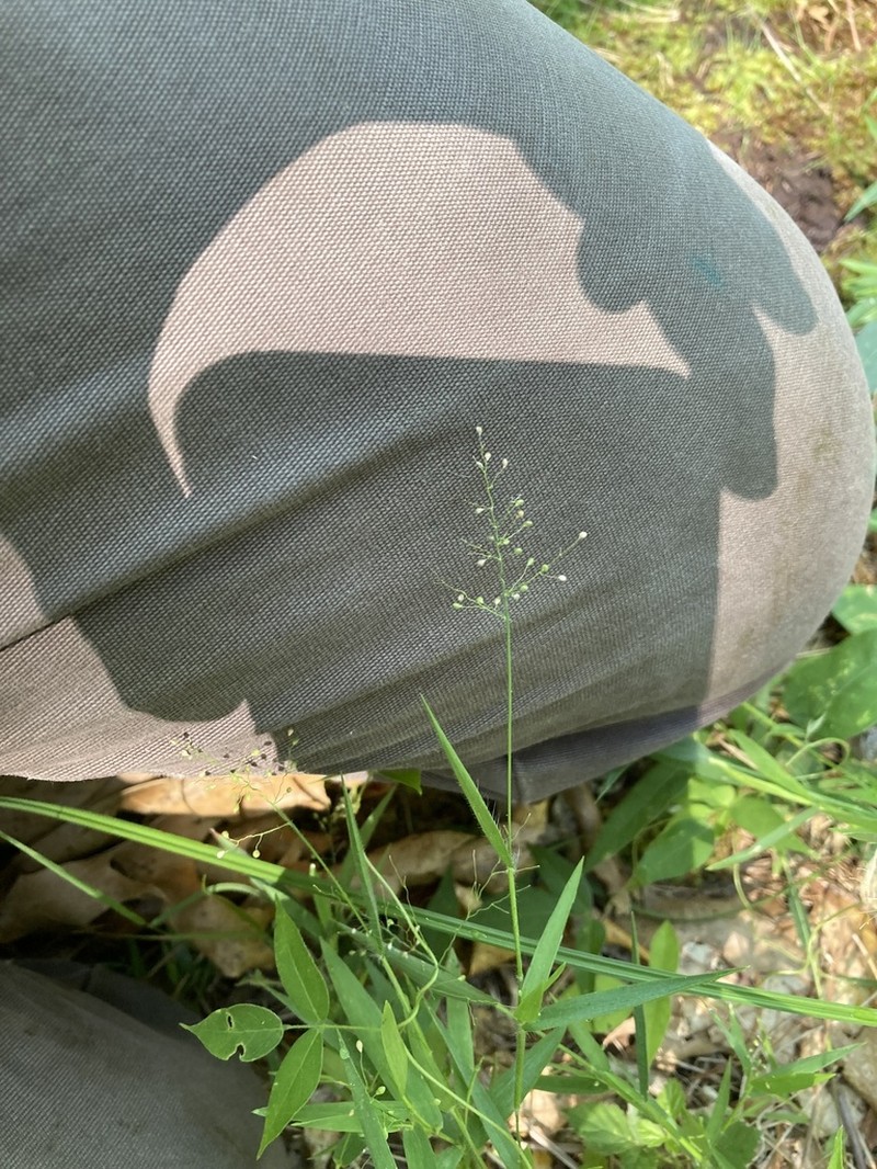 Dichanthelium implicatum
