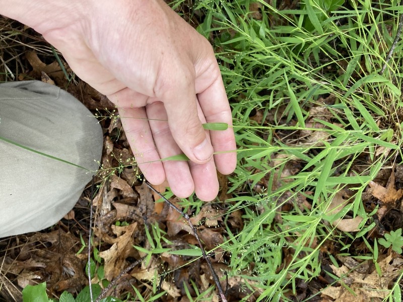 Dichanthelium implicatum photo 3