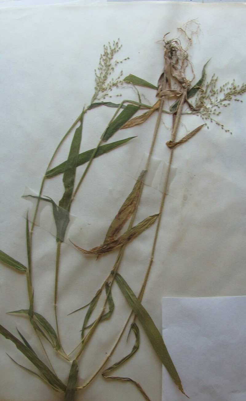 Dichanthelium implicatum photo 4