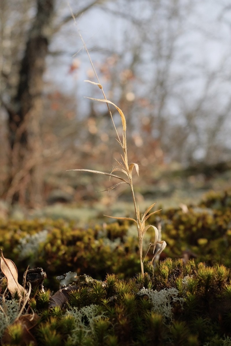 Dichanthelium implicatum photo 5