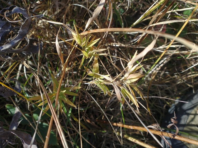 Dichanthelium implicatum photo 6