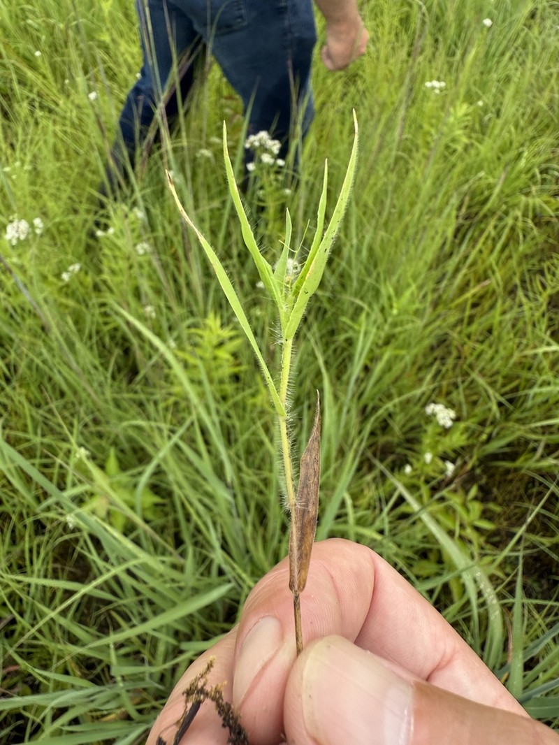 Dichanthelium implicatum photo 7