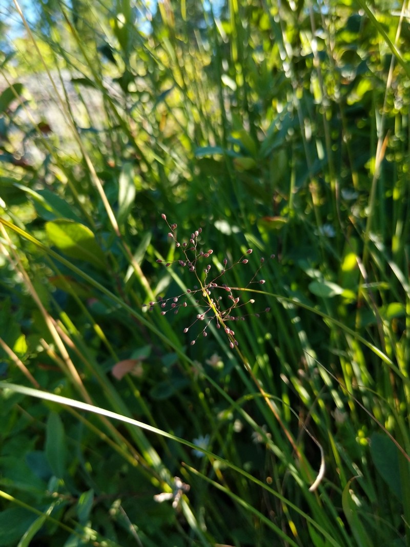 Dichanthelium implicatum photo 8