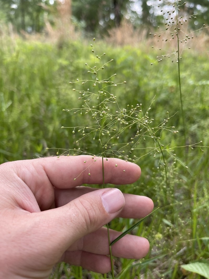 Dichanthelium inflatum