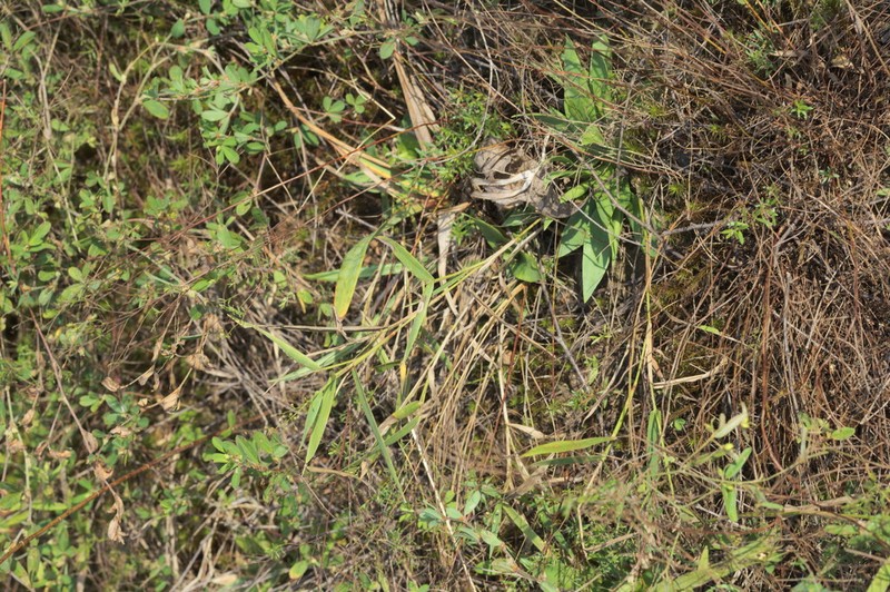 Dichanthelium inflatum photo 2