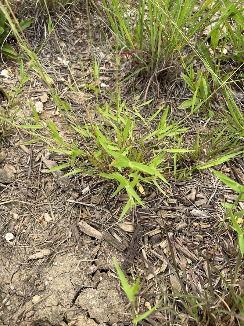 Dichanthelium inflatum photo 3