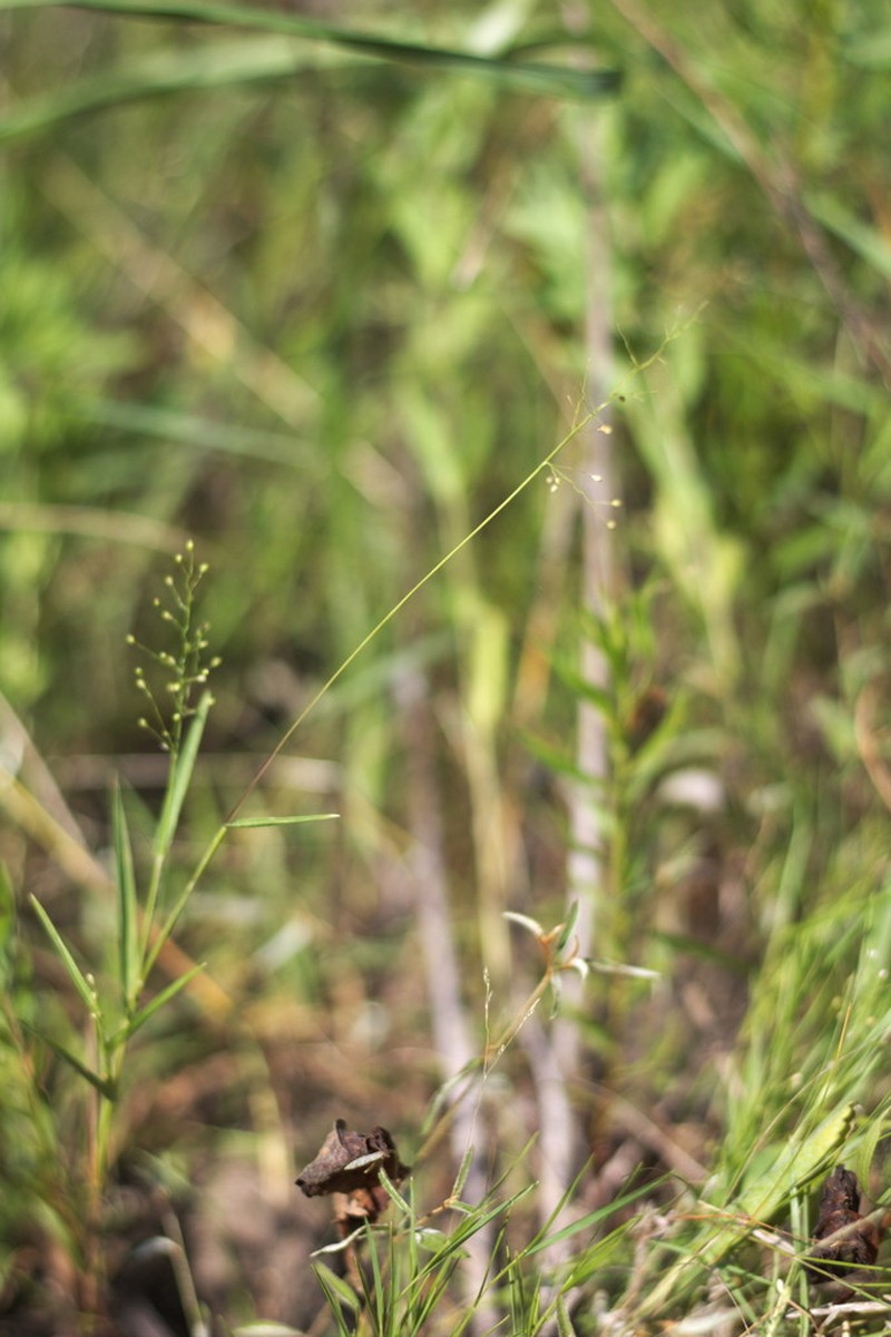 Dichanthelium inflatum photo 4