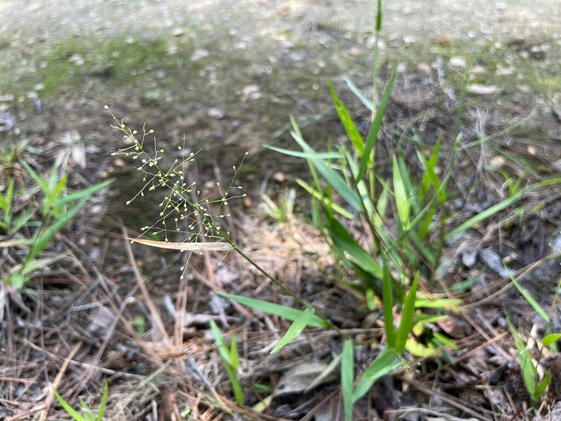 Dichanthelium inflatum photo 5