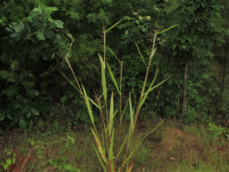 Dichanthelium inflatum photo 6