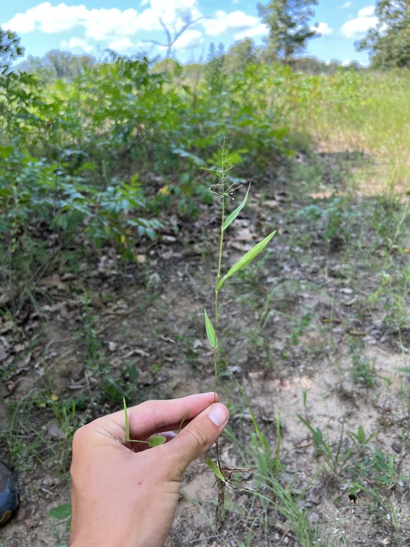 Dichanthelium inflatum photo 7