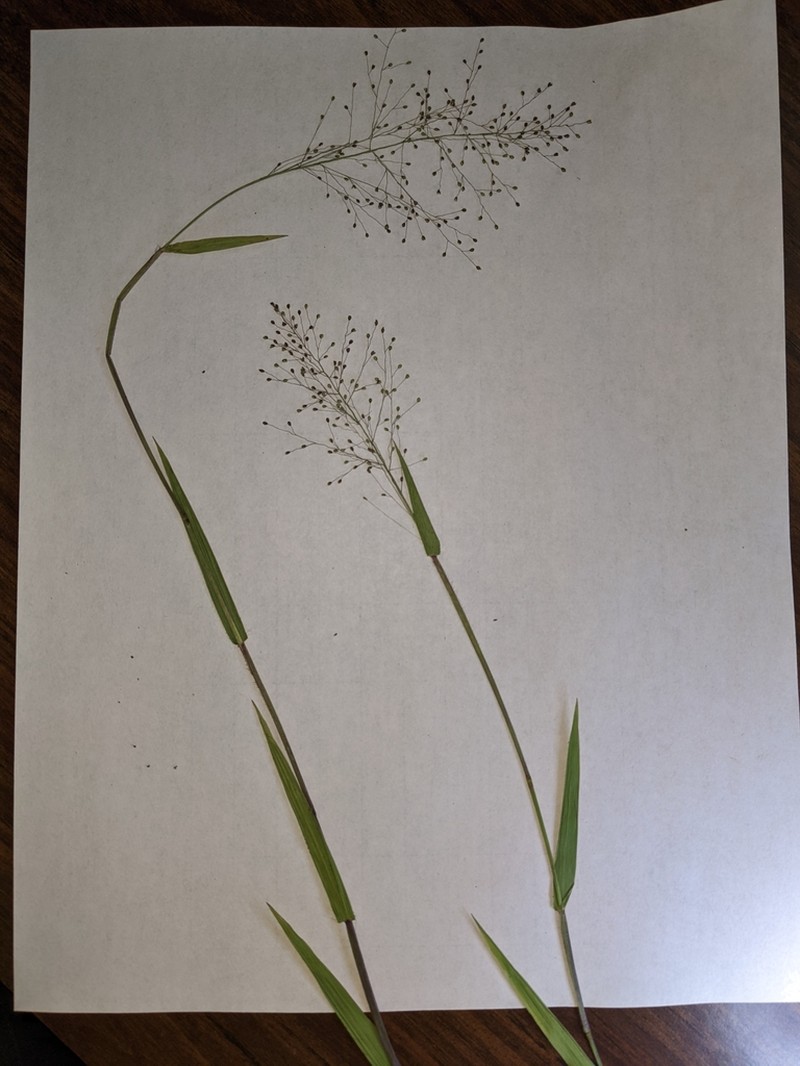 Dichanthelium inflatum photo 8