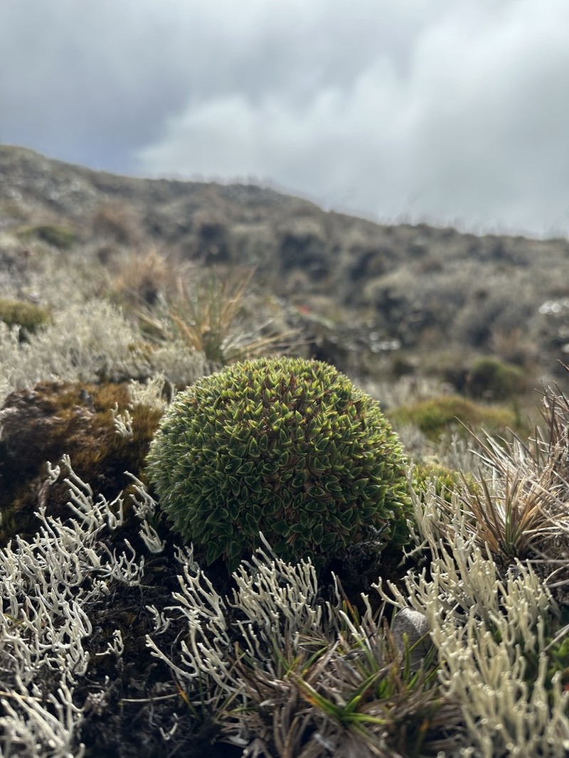 Maui Rosette Grass