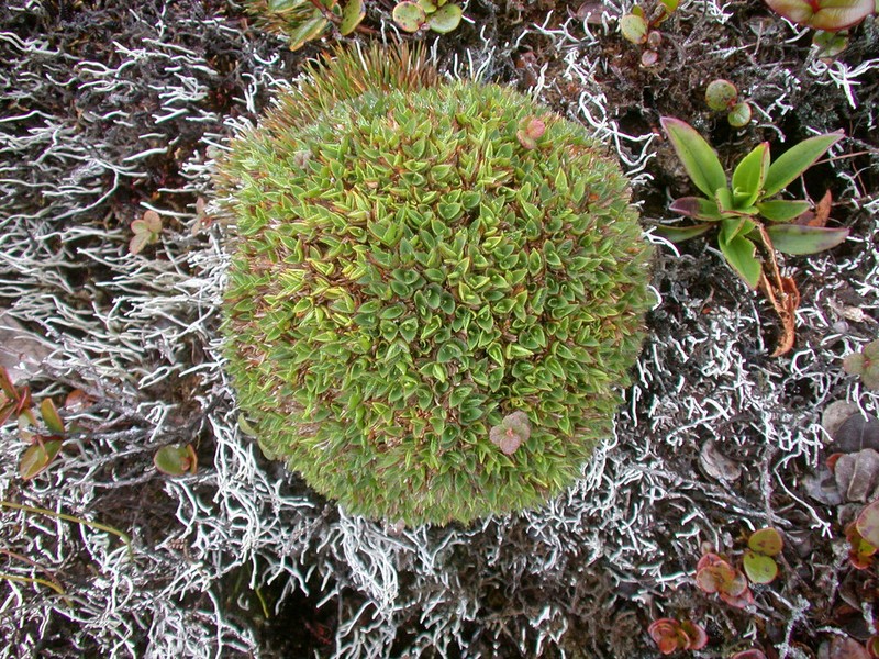 Maui Rosette Grass photo 2