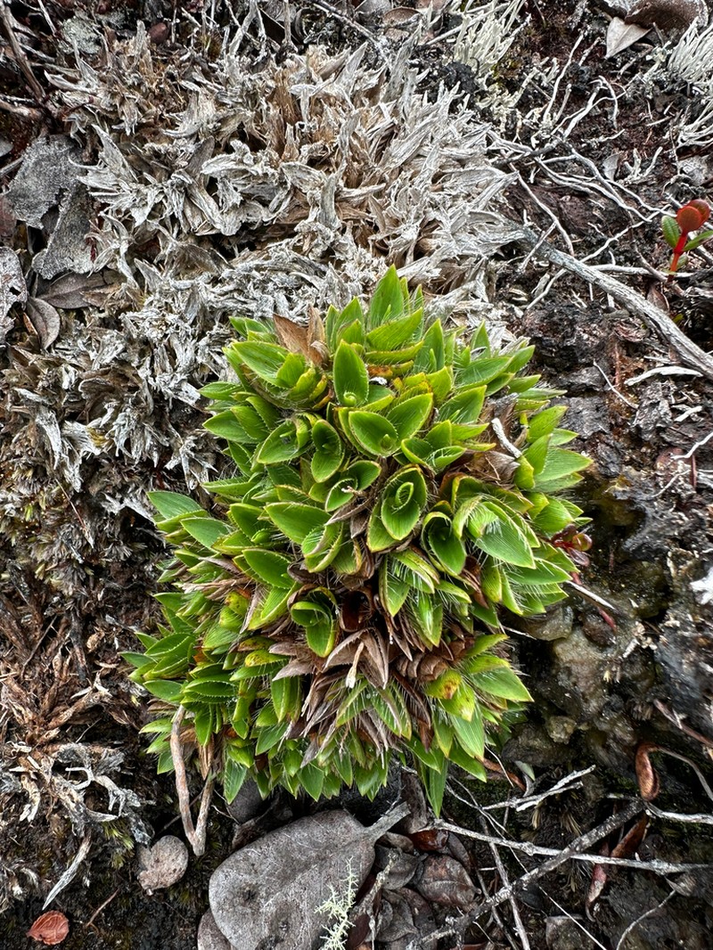 Maui Rosette Grass photo 3