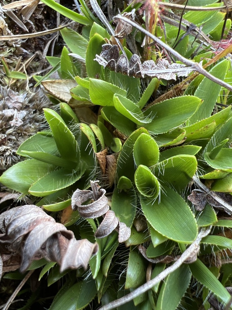 Maui Rosette Grass photo 4