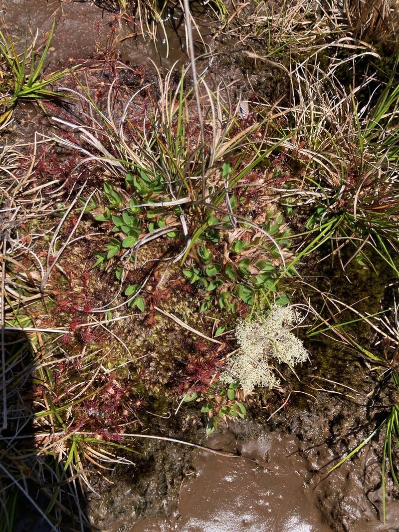 Maui Rosette Grass photo 5