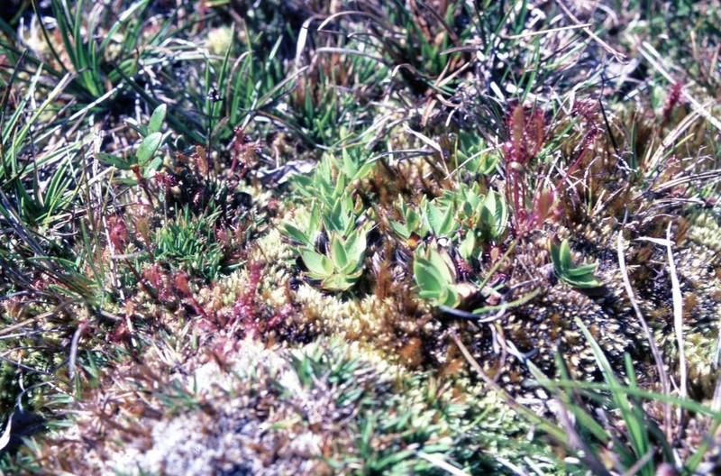 Maui Rosette Grass photo 6