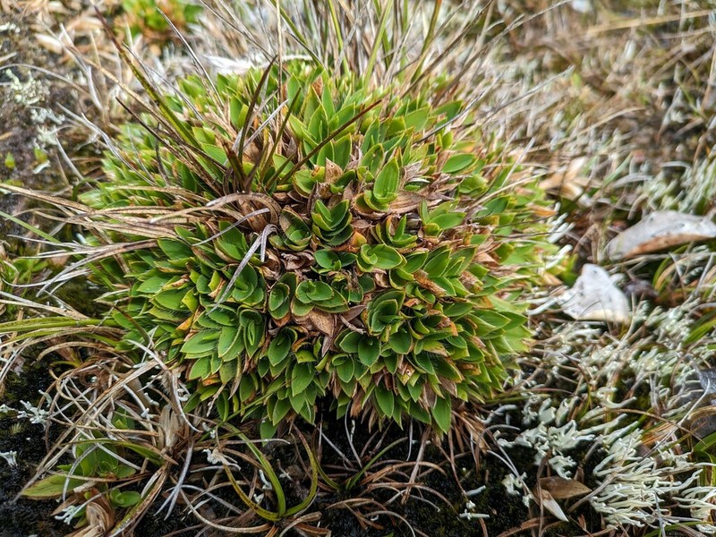 Maui Rosette Grass photo 7